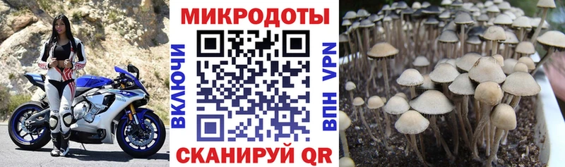 Галлюциногенные грибы Psilocybine cubensis  Хабаровск 